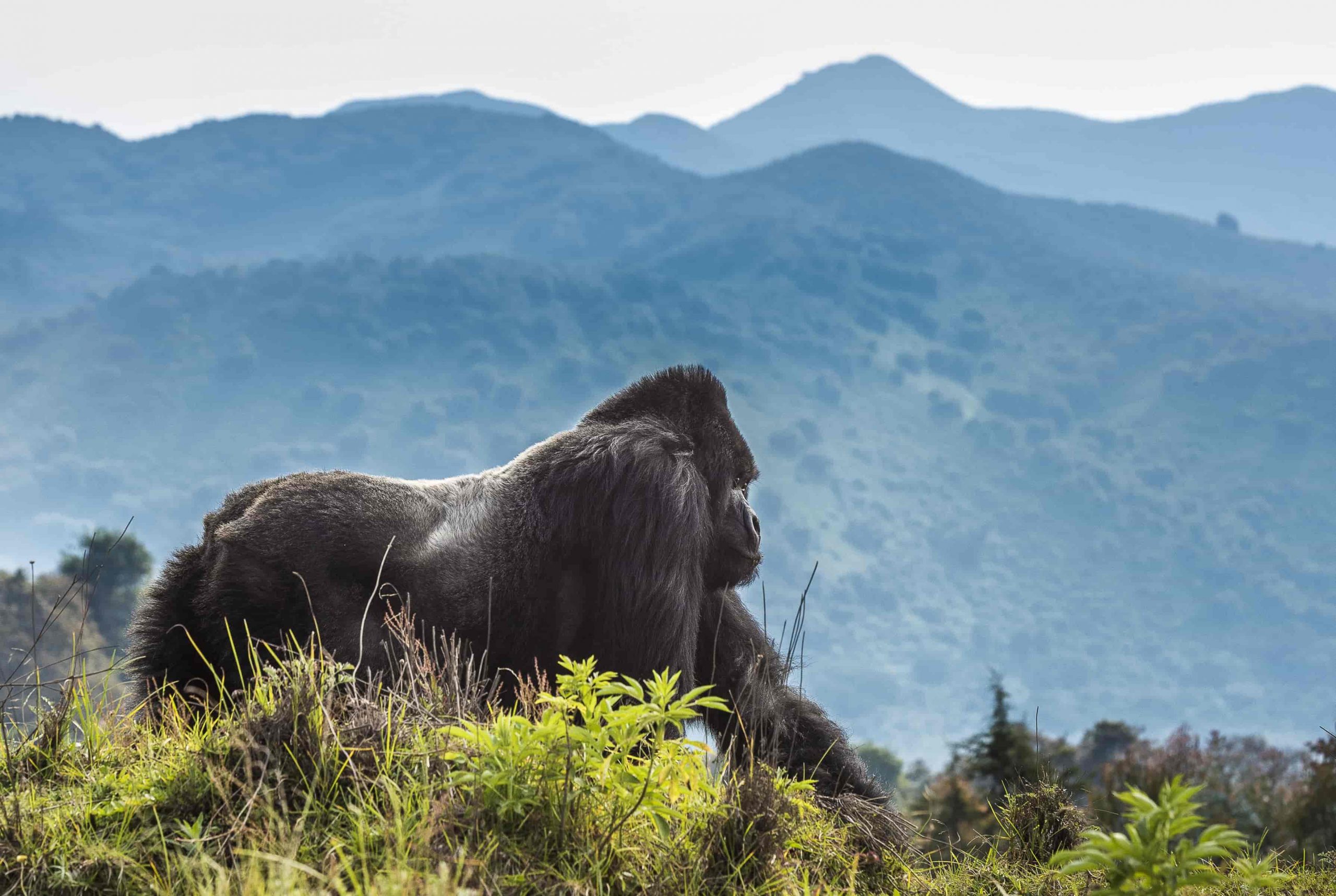 Rwanda – Gorilla trekking and lush rainforest adventures
